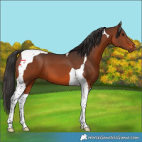 Horse Color:Brown Tobiano 