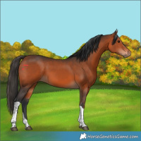 Horse Color:Bay Tobiano 