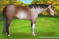 Horse Color:Gray Bay 