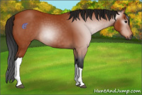 Horse Color:Gray Bay 