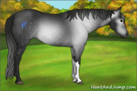 Horse Color:Gray Black 