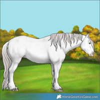 Horse Color:Platinum Sable Cream Champagne Roan Splash Appaloosa 