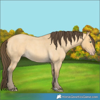 Horse Color:Amber Cream Champagne Roan Dun 
