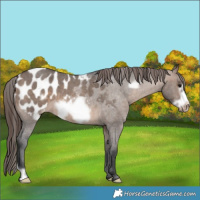 Horse Color:Brown Roan Dun Frame Appaloosa 