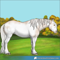 Horse Color:Silver Classic Champagne Roan Dun Splash Frame Rabicano 