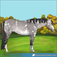 Horse Color:Platinum White Spotted Buckskin Dun 