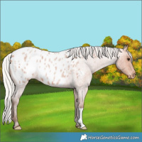 Horse Color:Silver Bay Roan Appaloosa 