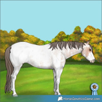 Horse Color:Bay Roan Sabino Appaloosa 