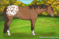 Horse Color:Bay Appaloosa 