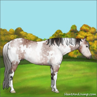 Horse Color:Gray White Spotted Bay Rabicano 
