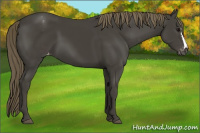 Horse Color:Smoky Black Appaloosa 