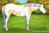Horse Color:Buckskin Splash Tobiano 