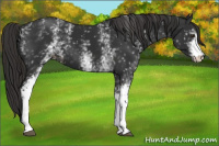 Horse Color:White Spotted Liver Chestnut 