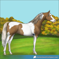 Horse Color:Chocolate Palomino Dun Splash Tobiano Rabicano 