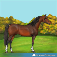 Horse Color:Bay Sabino Tobiano 