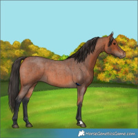 Horse Color:Bay Roan 