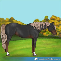 Horse Color:Liver Chestnut 