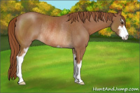Horse Color:Chestnut Sabino Rabicano 