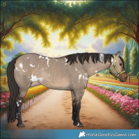 Horse Color:White Spotted Bay Dun