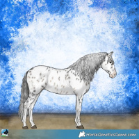 Horse Color:Blue Onyx Roan Appaloosa 