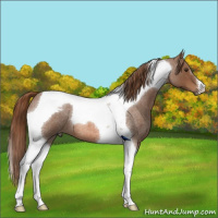 Horse Color:Red Roan Tobiano 