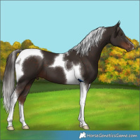 Horse Color:Liver Chestnut Tobiano 