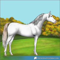 Horse Color:Chestnut Sabino Splash Rabicano 