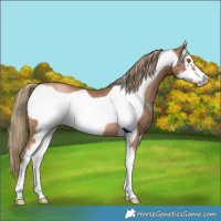 Horse Color:Liver Chestnut Pearl Sabino Frame Rabicano