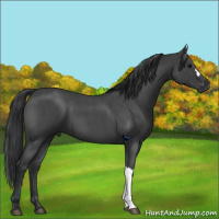 Horse Color:Blue Roan 