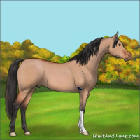 Horse Color:Brown Dun 