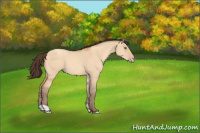 Horse Color:Amber Champagne Dun 