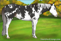 Horse Color:White Spotted Liver Chestnut Splash 