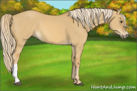 Horse Color:Palomino Dun