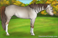 Horse Color:Gray Red Dun 