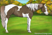 Horse Color:Chocolate Palomino Splash Tobiano Rabicano 