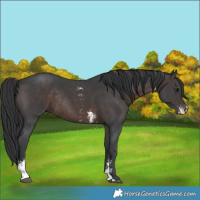 Horse Color:Brown Sabino Rabicano 