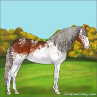 Horse Color:White Spotted Silver Brown 
