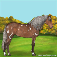 Horse Color:White Spotted Silver Brown Sabino 