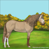 Horse Color:Gray Red Dun 