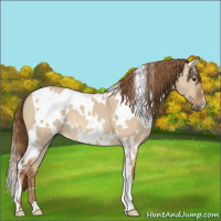 Horse Color:White Spotted Red Dun 
