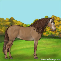 Horse Color:Gray Red Dun 