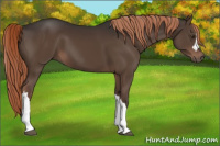 Horse Color:Liver Chestnut 