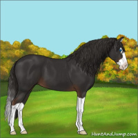Horse Color:Liver Chestnut Splash 