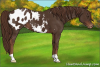 Horse Color:Liver Chestnut Appaloosa 