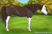 Horse Color:Liver Chestnut Splash 