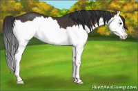 Horse Color:Brown Roan Splash 