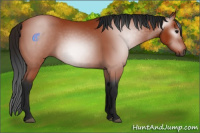 Horse Color:Gray Bay 