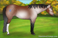 Horse Color:Gray Bay 