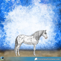 Horse Color:White Spotted Black Appaloosa 