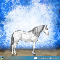 Horse Color:White Spotted Blue Onyx Sabino Appaloosa Rabicano 